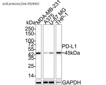 HUABIO ET1701-41-50UL image 1
