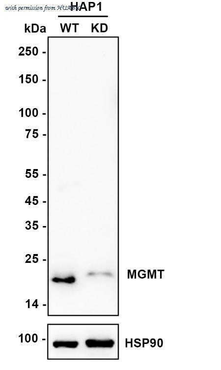 HUABIO ET1701-55 image 3