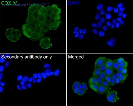 HUABIO ET1701-63 image 3