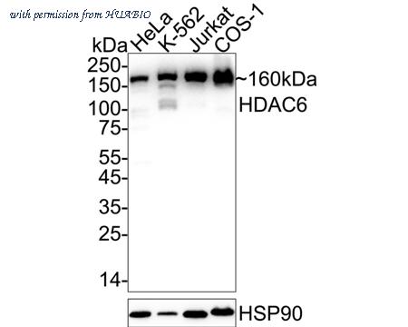 HUABIO ET1701-66 image 1