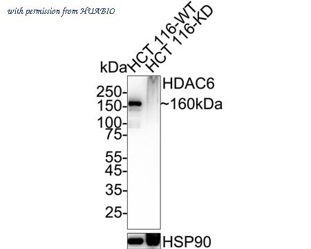 HUABIO ET1701-66 image 2