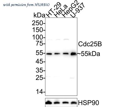 HUABIO ET1701-68 image 1