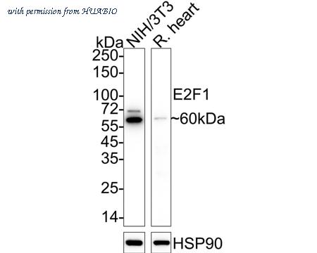 HUABIO ET1701-73 image 2