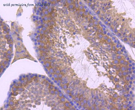 HUABIO ET1701-78 image 1