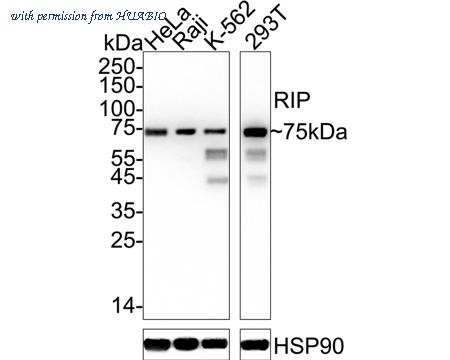 HUABIO ET1701-79 image 1