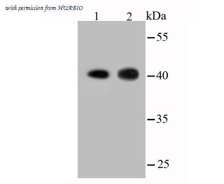 HUABIO ET1701-80-50UL image 3