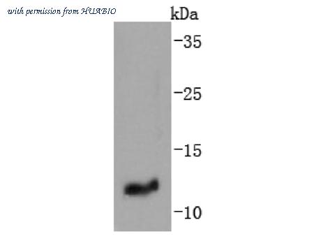 HUABIO ET1701-88 image 1