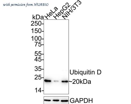HUABIO ET1701-9 image 1