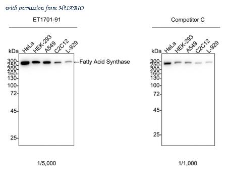 HUABIO ET1701-91 image 2