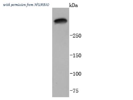 HUABIO ET1701-99 image 1