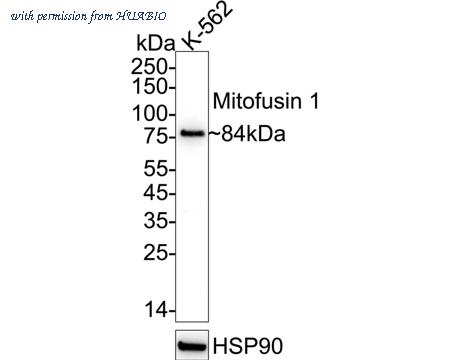 HUABIO ET1702-01 image 1