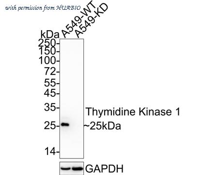 HUABIO ET1702-31 image 1