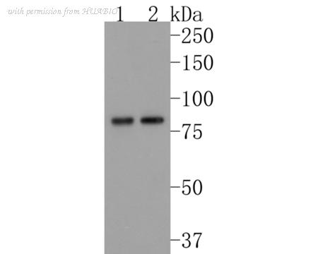 HUABIO ET1702-33 image 1