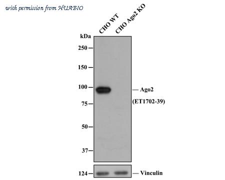 HUABIO ET1702-39-50UL image 1