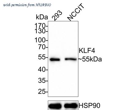 HUABIO ET1702-71 image 1