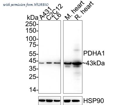 HUABIO ET1702-75 image 1