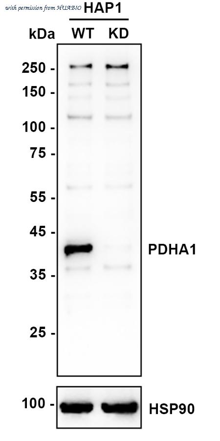 HUABIO ET1702-75 image 2