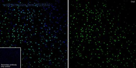 HUABIO ET1702-76 image 3