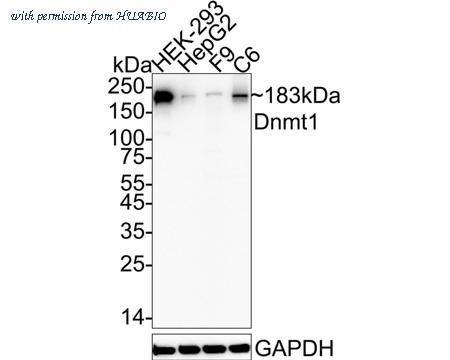 HUABIO ET1702-77 image 1