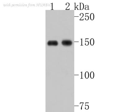 HUABIO ET1702-79 image 1