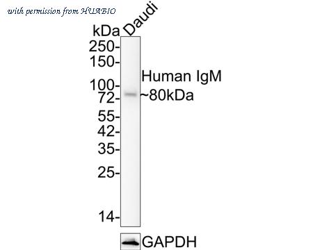 HUABIO ET1702-81 image 1