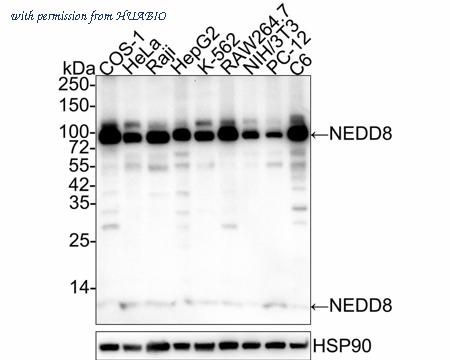 HUABIO ET1702-84 image 1