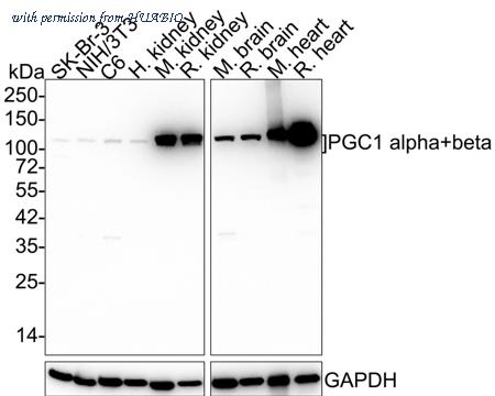 HUABIO ET1702-96 image 1