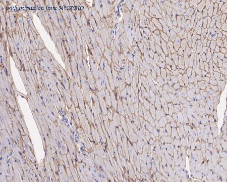 HUABIO ET1702-98 image 3