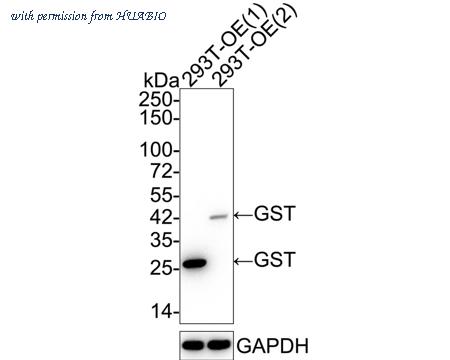 HUABIO ET1703-13 image 1