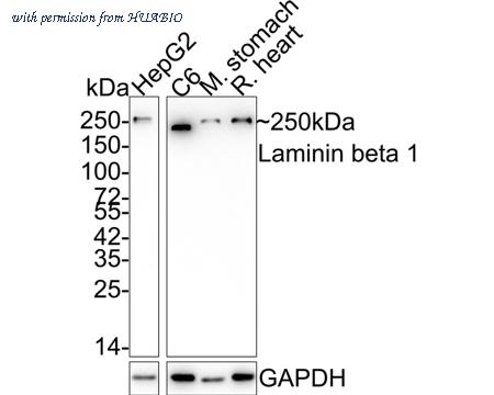 HUABIO ET1703-14 image 2