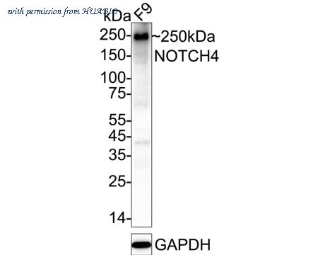 HUABIO ET1703-20 image 1