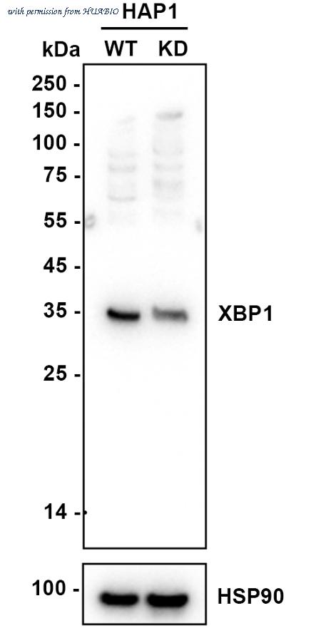 HUABIO ET1703-23 image 1