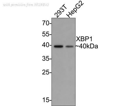 HUABIO ET1703-23 image 2