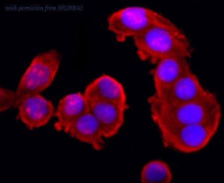 HUABIO ET1703-23 image 3