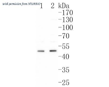 HUABIO ET1703-26 image 1