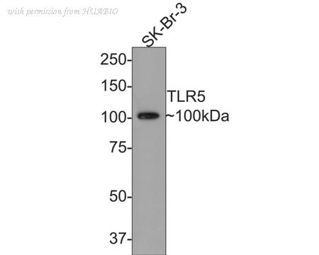 HUABIO ET1703-30 image 1