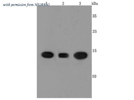 HUABIO ET1703-33 image 1