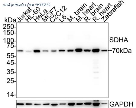 HUABIO ET1703-40 image 1