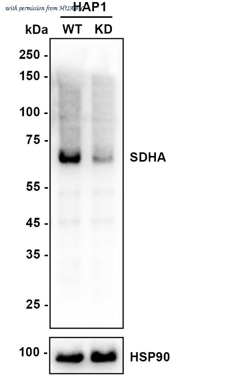 HUABIO ET1703-40 image 2
