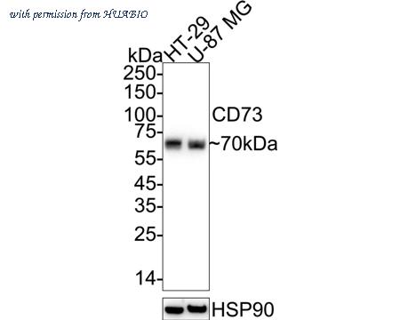 HUABIO ET1703-41 image 1