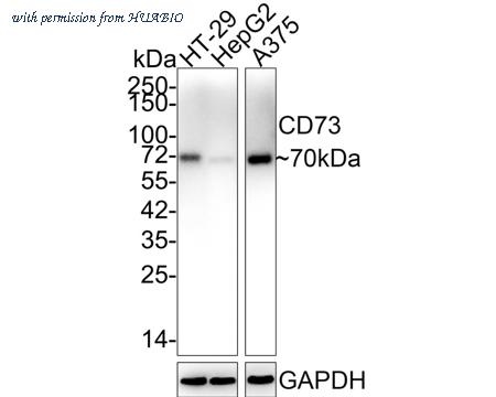 HUABIO ET1703-41 image 2
