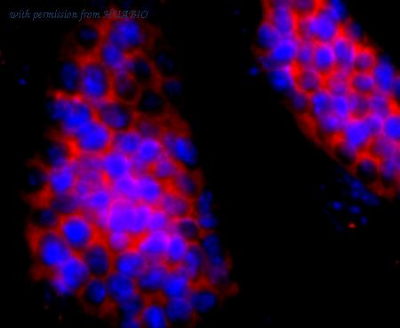 HUABIO ET1703-46-50UL image 2