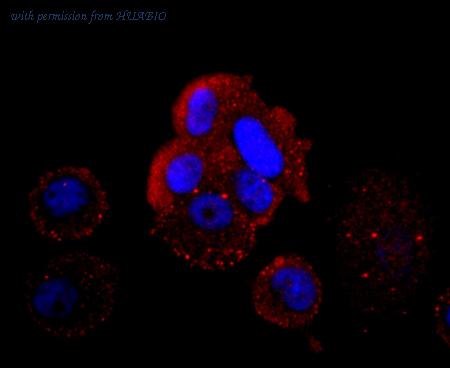 HUABIO ET1703-46-50UL image 3