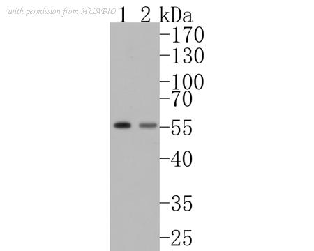 HUABIO ET1703-48 image 2