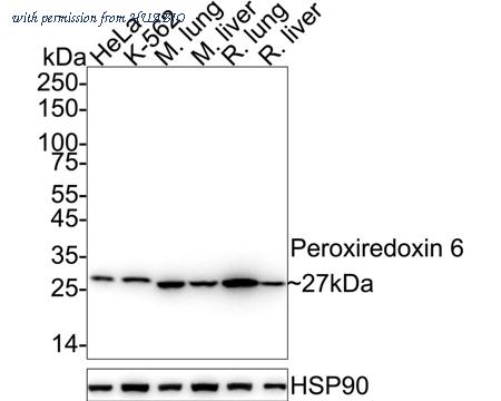 HUABIO ET1703-62 image 1