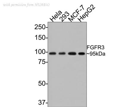 HUABIO ET1703-65-50UL image 1