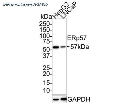 HUABIO ET1703-68 image 1