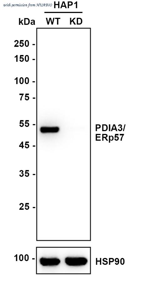 HUABIO ET1703-68 image 2