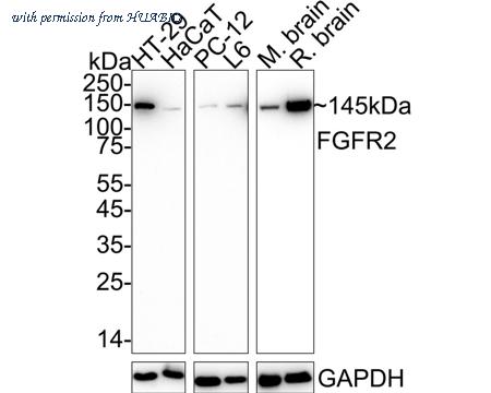 HUABIO ET1703-78 image 1