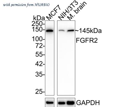 HUABIO ET1703-78 image 2